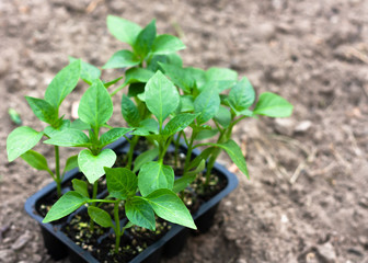 Seedlings of peppers in peat pots, black plastic cups on a ploughed land. Baby plants seeding. Planting in the spring. Horticulture and coltivation, spring gardening.