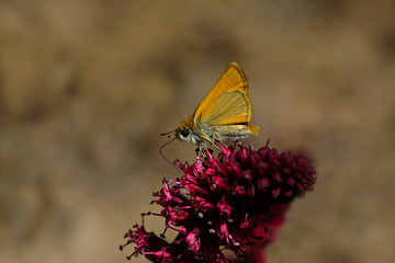 jump with yellow antenna; Thymelicus sylvestris