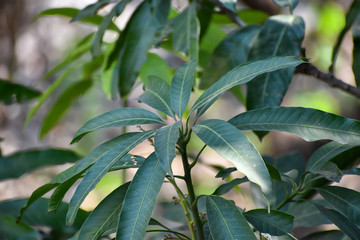 Closeup picture of green mango leaves, isolated on a blurred background. Selective focus.