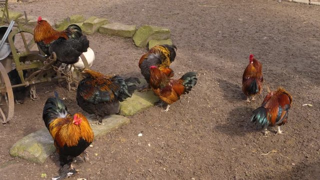 A group of eight roosters standing around another one comes in.