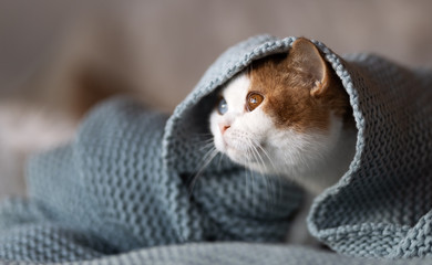 Odd eyed BKH Kater imposant unter einer Decke
