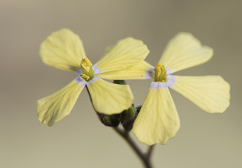 Star mustard wallflowe tall wallflower cabbage small delicate plant in the family Cruciferae pastel...