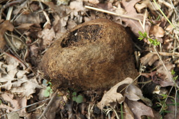 Caterpillar mud nest on the forest floor