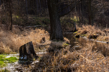 Dolina Górnej Narwi. Rzeka Mieńka. Wiosna na Podlasiu. Polska © podlaski49