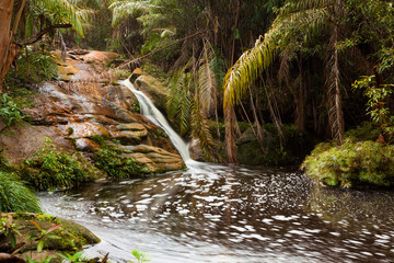 Small stream in jungle