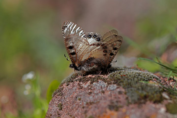 false apollo butterfly; Archon apollinus