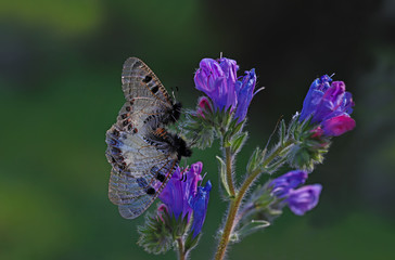 false apollo butterfly; Archon apollinus