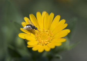 Calendula arvensis field marigold with a fly of the genus Phthiria feeding on the nectar of this