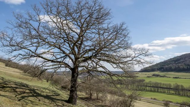Quercus robur Stieleiche Zeitraffer im Fr&uuml;hling im Leutratal bei Jena