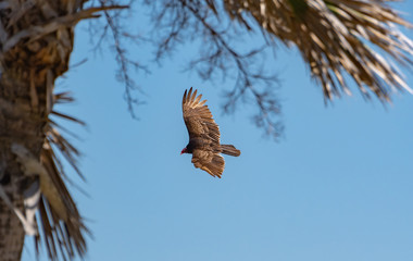 Turkey Vulture soaring overhead on Jekyll Island Georgia.