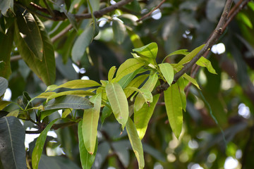 Closeup picture of green mango leaves, isolated on a blurred background. Selective focus.