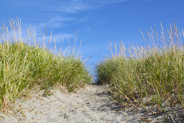 Sandy path through tall grass to the Sea