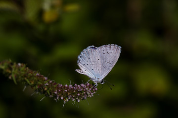 sacred blue butterfly ; Celastrina argiolus