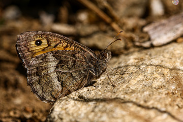 Southern red angel; Hipparchia aristaeus