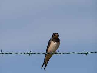 Golondrina común