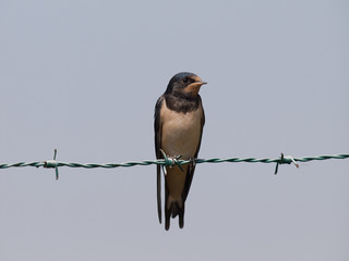 Golondrina común