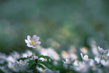 white flower Anemone Nemorosa on green background