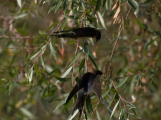 Golondrina común