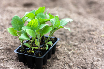 Seedlings of eggplant in peat pots, black plastic cups on a ploughed land. Baby plants seeding. Planting in the spring. Horticulture and coltivation, spring gardening. Space for text.