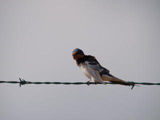 Golondrina común
