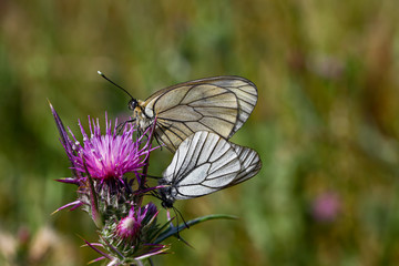 hawthorn white butterfly ; Aporia crataegi