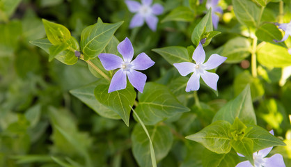 pear flowers with bee fiori bianchi di pero con ape