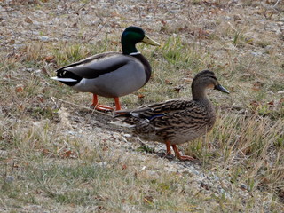 ducks on the grass