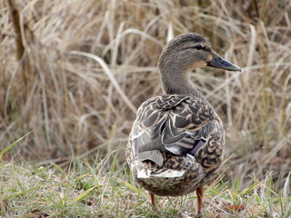 female mallard duck