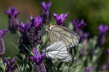 hawthorn white butterfly ; Aporia crataegi