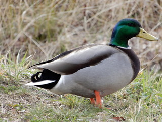 mallard duck