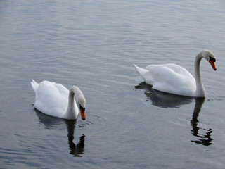 swans on the lake