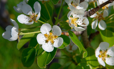 Fototapeta premium pear flowers with bee fiori bianchi di pero con ape