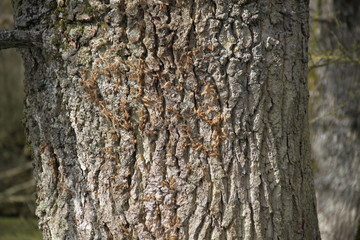 Oak tree trunk dangerous caterpillar infestation