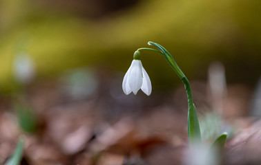 Spring snowdrops flower in the forest