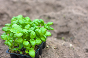 Seedlings of basil in peat pots, white plastic cups on a ploughed land. Baby plants seeding. Planting in the spring. Horticulture and coltivation, spring gardening. Space for text.