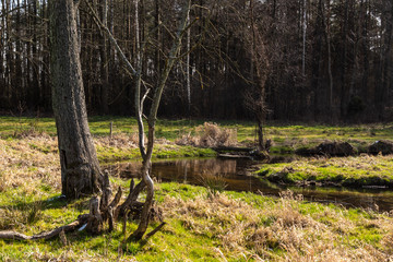 Dolina Górnej Narwi. Rzeka Mieńka. Wiosna na Podlasiu. Polska © podlaski49