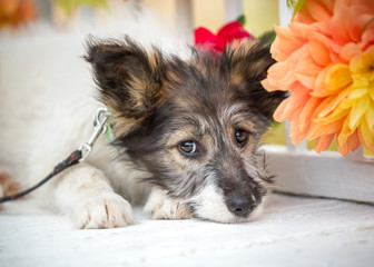 Puppy on a bench surrounded by flowers in nature