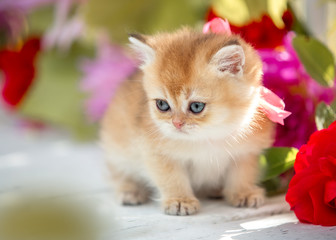 Little Scottish kitten on a background of flowers sits on a bench in the summer