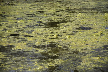 Forest swamp during springtime natural reserve