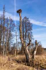 Dolina Górnej Narwi. Rzeka Mieńka. Wiosna na Podlasiu. Polska © podlaski49