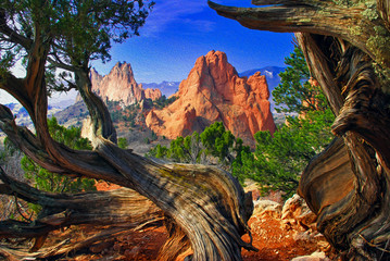 Garden of the Gods framed by twisted Juniper trees