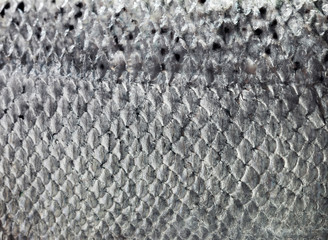 Salmon skin with scales