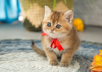 Scottish kitten with a bow sits on a background of flowers