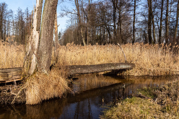 Dolina Górnej Narwi. Rzeka Mieńka. Wiosna na Podlasiu. Polska © podlaski49