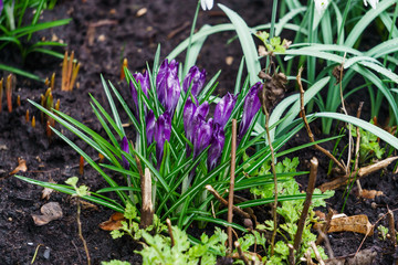 the first, delicate purple crocus flowers in early spring.