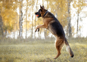 German shepherd jumps for the ball on nature in autumn