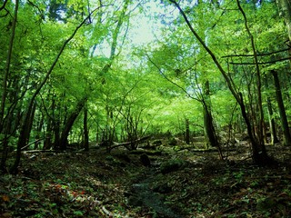 Obraz premium 高畑山の山道