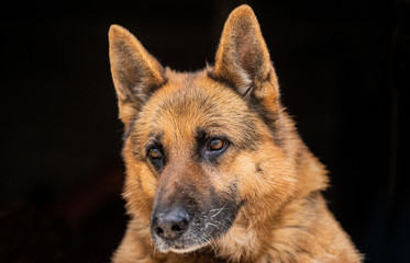 portrait of a dog