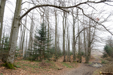path in  foggy forest