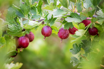 Ripe gooseberries on the bush. Gooseberry cultivation_